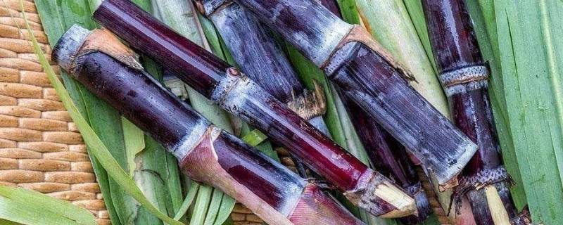 甘蔗外面红了还能吃吗（甘蔗外部变红了还能不能吃）