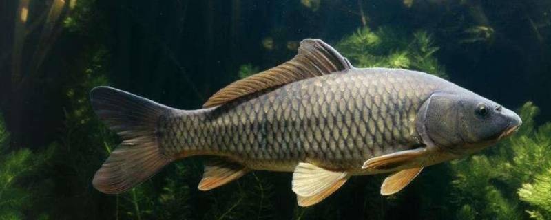 淡水鱼的寿命一般多少年 淡水鱼有寿命吗