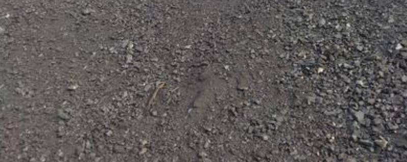 电煤是什么煤 动力煤5500大卡今日价格