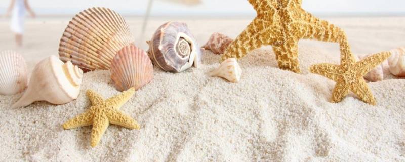 贝壳属于什么类（贝壳属于什么类型动物）