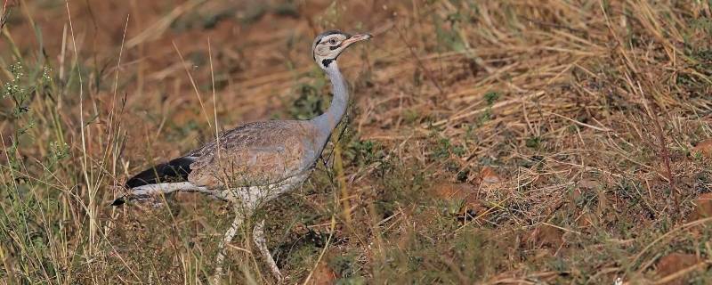 鸨为什么没有雄鸟 为什么说鸨是