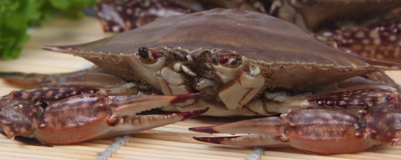 梭子蟹和桃子能一起吃吗 梭子蟹和桃子能一起吃吗?