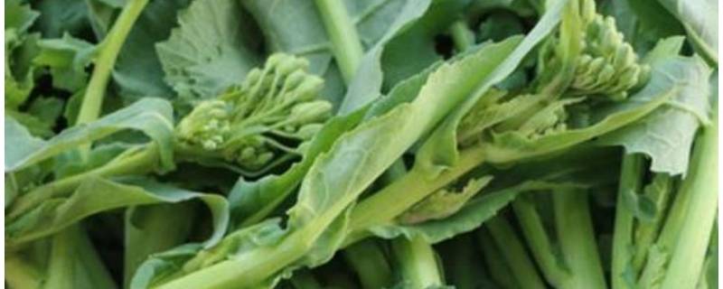 油菜苔怎么炒好吃（油菜苔怎么炒好吃又简单）