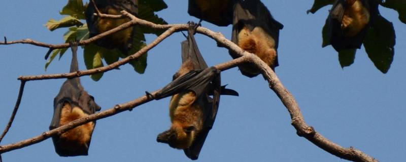 蝙蝠是什么类的动物（蝙蝠打死了会报复吗）