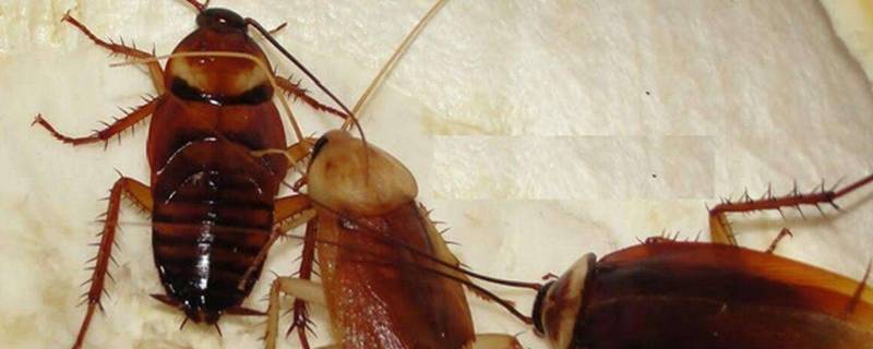 怎样灭蟑螂最有效的方法（灭蟑螂的专业公司上门）