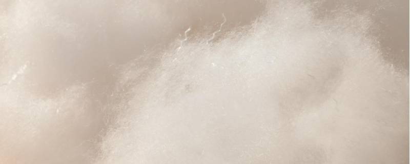 什么是羽绒棉是什么材质（羽绒棉和聚酯纤维哪个好）