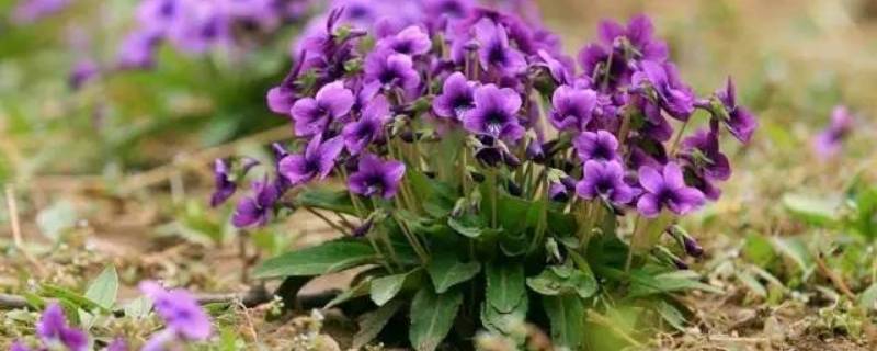 紫色土壤是怎么形成的（紫色土壤是怎么形成的图片）