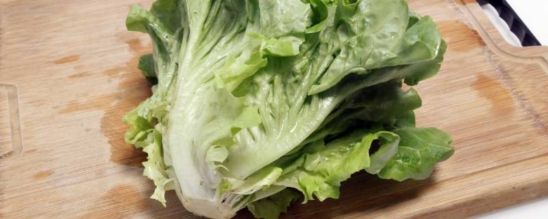 玻璃菜是什么菜 玻璃菜有什么作用