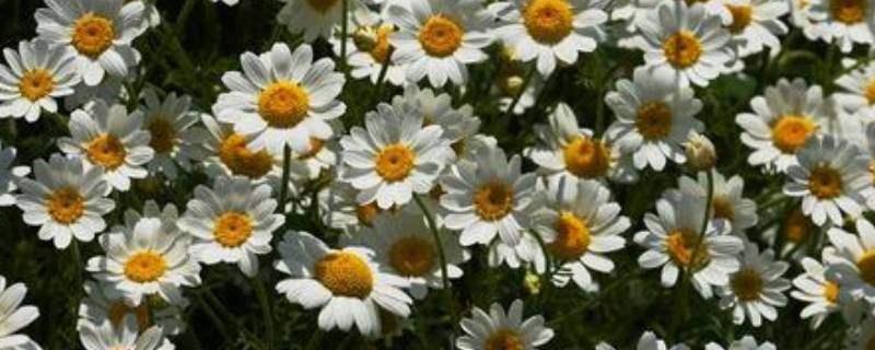 甘菊花与菊花的区别 中药甘菊花是哪种菊花