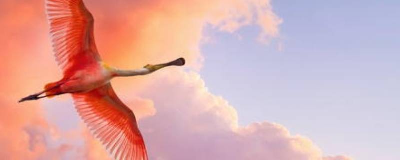 粉红色火烈鸟什么寓意 粉红色火烈鸟什么寓意好