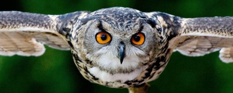 猫头鹰冬眠吗 猫头鹰冬眠吗百科
