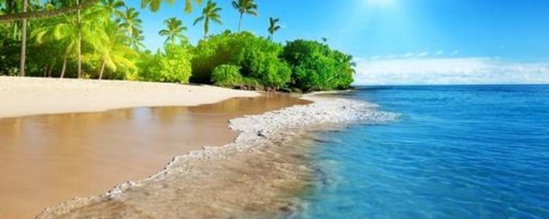 大海里有哪些动物和植物（大海里有哪些动物和植物图片）