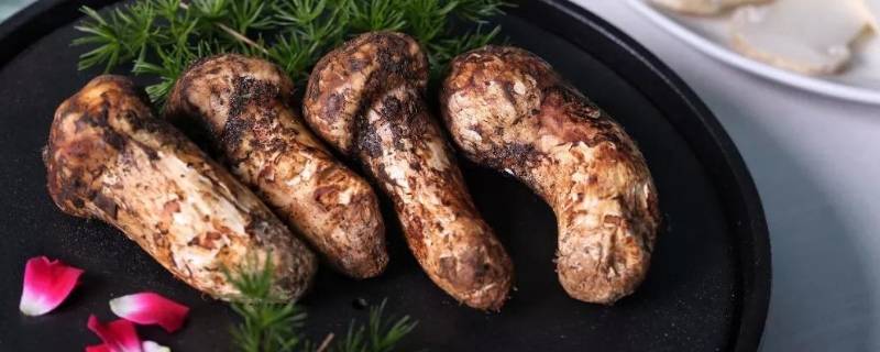 松茸生长在什么地方 松茸生长在什么地方图片