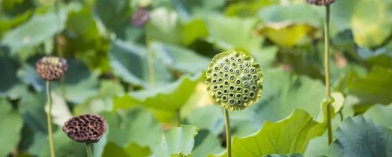 送人莲蓬的寓意是什么（莲蓬送人好吗）