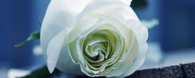 白的颜色有什么白 白的颜色种类