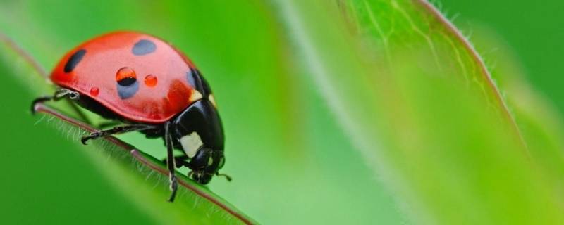 昆虫记有什么昆虫（昆虫记有什么昆虫介绍特点）