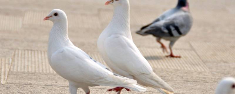 鸽子会游泳吗（鸽子会游泳吗 为什么）