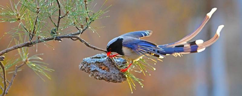 保护鸟的宣传标语有哪些（保护鸟的宣传标语有哪些图片）