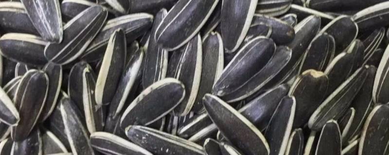 如何判断瓜子是否有滑石粉（判断瓜子是否坏了）