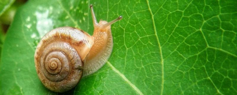 小蜗牛的特点 蜗牛的特点简写