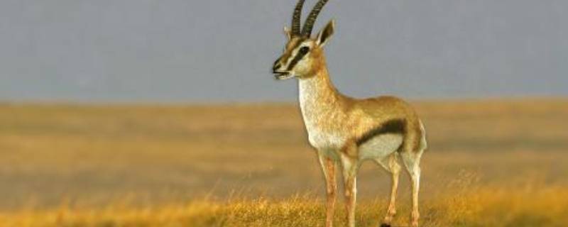 羚羊是几级保护动物 一级保护动物有哪些