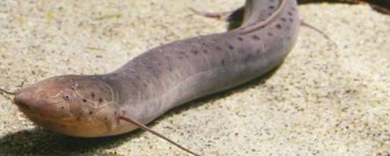 夏眠的动物有哪些10个（夏眠的动物有哪些10个图片）