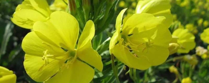 什么蔬菜含黄花草油酸 什么蔬菜含黄花草油酸最高