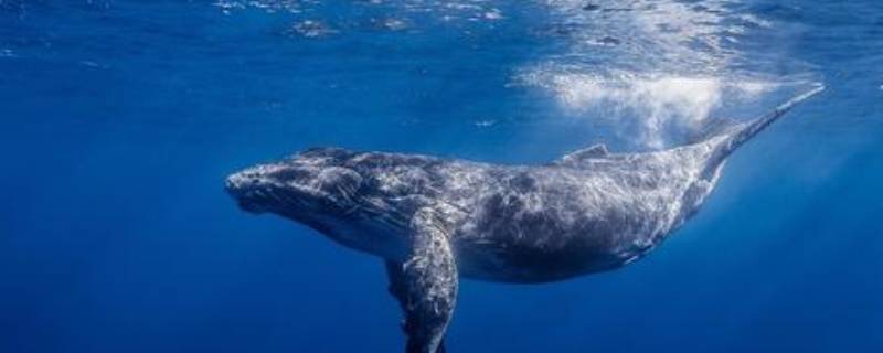 鲸鱼换气一次能在水里多久（鲸鱼换气的地方叫什么）