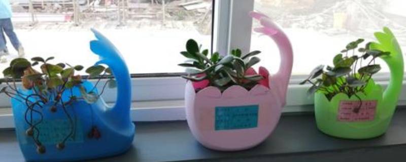 生活中废旧物品再利用有哪些 生活中废旧物品的利用方法