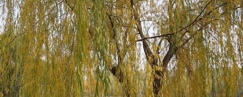 金丝柳柳是什么（金丝柳柳是什么珠宝）