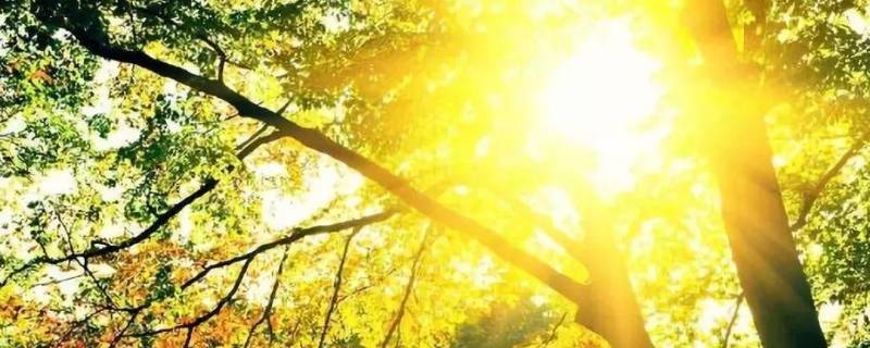 为什么不能隔着玻璃晒太阳 为什么不能隔着玻璃晒太阳补钙