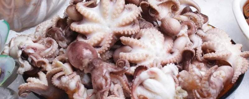 八爪鱼的内脏不清理可以吃吗（八爪鱼不去内脏）