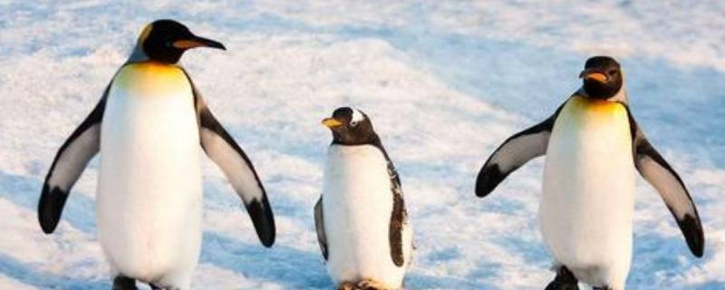 冬天不出来活动的动物有哪些 冬天不出来活动的动物有哪些图片