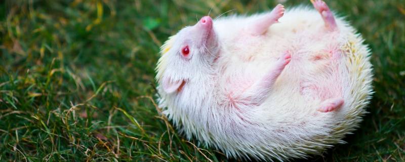 刺猬的刺有什么作用 刺猬放生三大禁忌