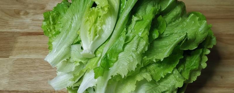 生菜种子需要泡水吗（生菜最快催芽方法）