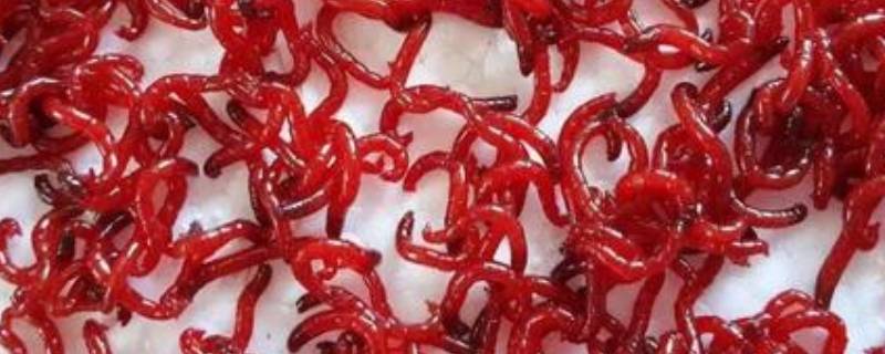 红虫如何保存一个月（红虫如何保存一个月不坏）