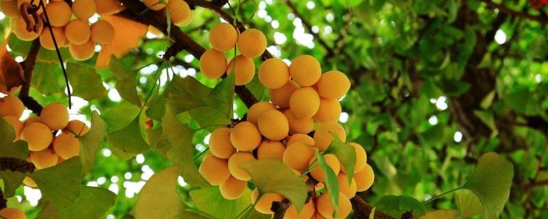 中国的国树（中国的国树是什么树）