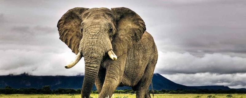 大象在雪地里踩的脚印像什么（大象在雪地里踩的脚印像什么东西）