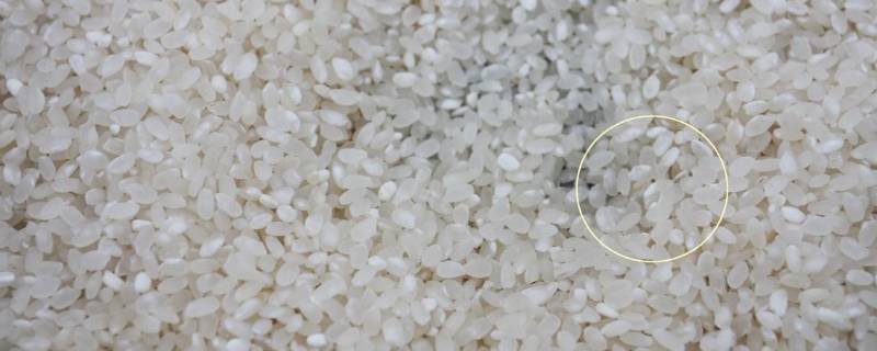 大米里白色的虫子是蛆吗 大米里的白色蠕虫叫什么