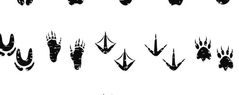 小鸡的脚印像什么形状 小鸡的脚印怎么形容