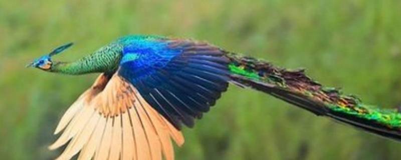 鸟中皇后什么鸟 鸟类皇后角质的图片