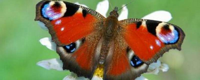 大孔雀蝶的外形特点和生活特征（大孔雀蝶的外形特点和生活特征作文）