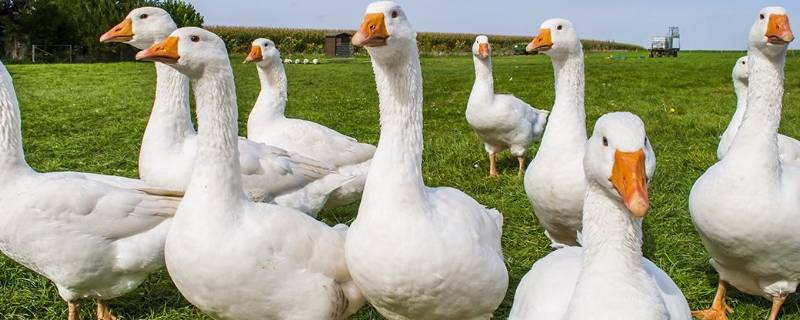 生蛋的是什么类动物 生蛋的是什么类动物怎么孵蛋呢