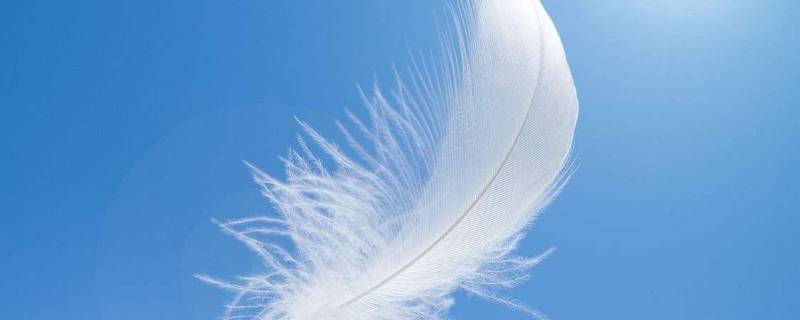 羽毛代表什么象征意义 羽毛的寓意和象征风水