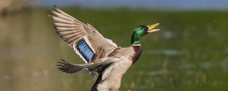 野鸭是几级保护动物（野鸭是几级保护动物二级判几年）