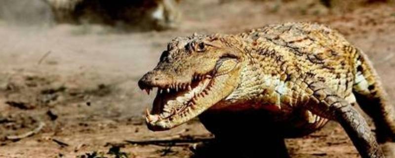 鳄鱼冬眠吗 鳄鱼冬眠吗为什么会叫