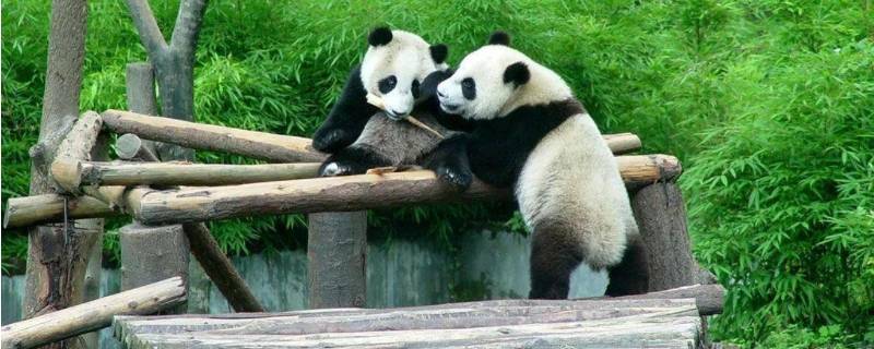 卧龙自然保护区保护什么动物 卧龙自然保护区保护什么动物呢