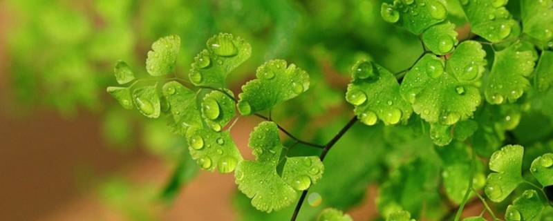 植物是可再生能源吗 动植物是可再生能源吗