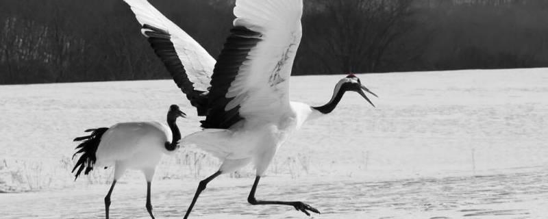 鹤代表什么象征意义（千纸鹤代表什么象征意义）