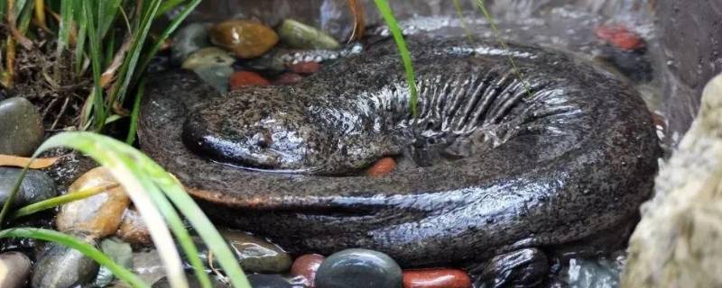 娃娃鱼的叫声是什么声音 娃娃鱼的叫声是什么样子的?